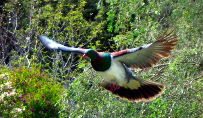 [Image: WOOD%20PIGEON.jpg]